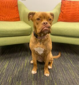 Saffie the rescue dog